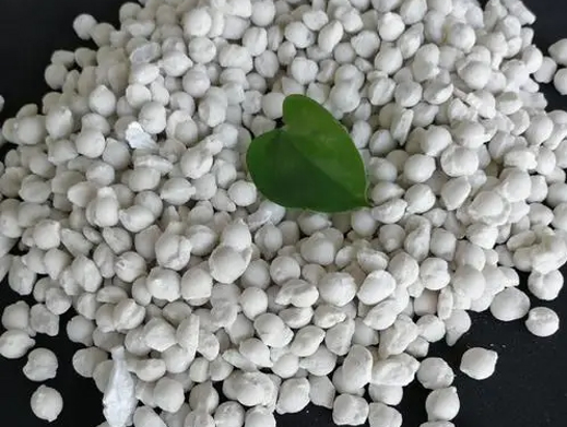 ��������ѩ������